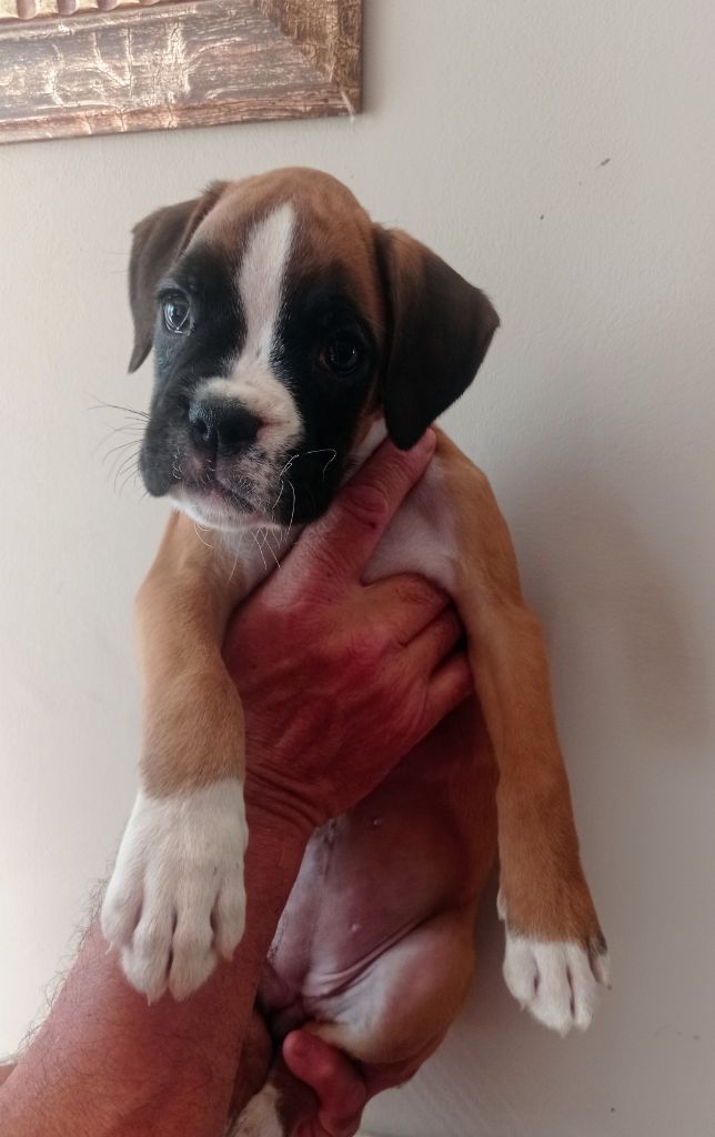 De Cans D'aragon - Chiot disponible  - Boxer