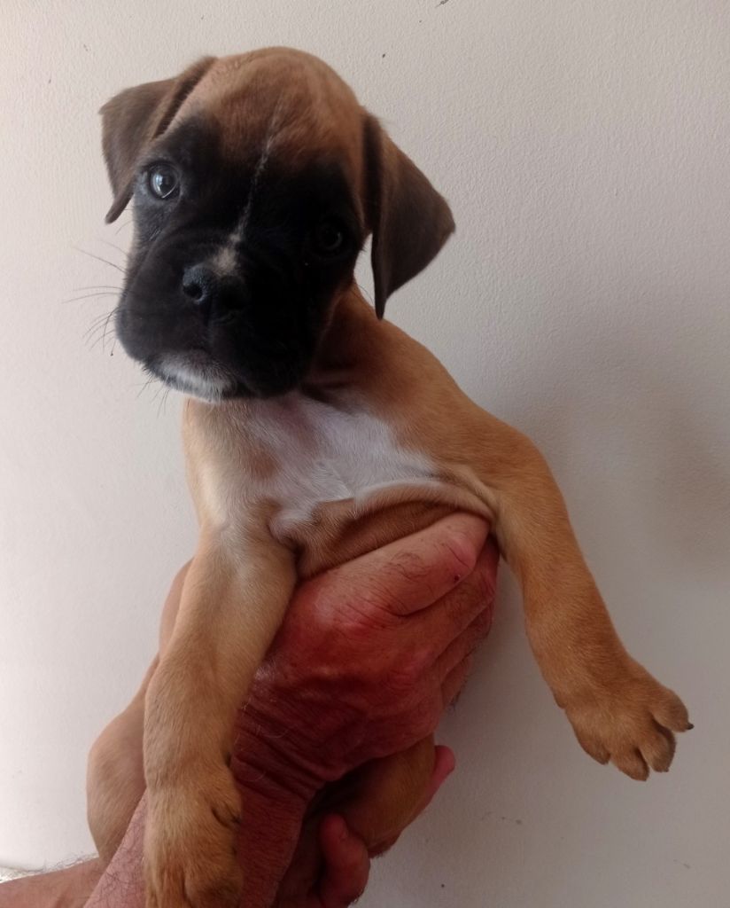 De Cans D'aragon - Chiot disponible  - Boxer