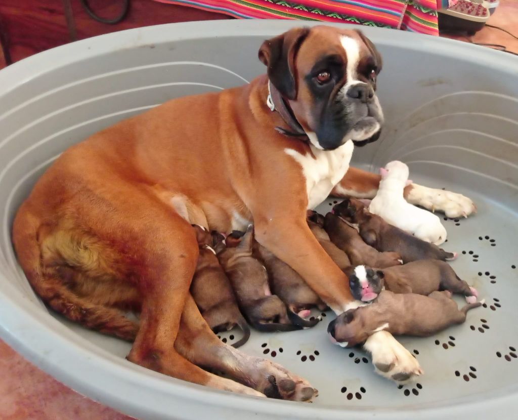 chiot Boxer De Cans D'aragon