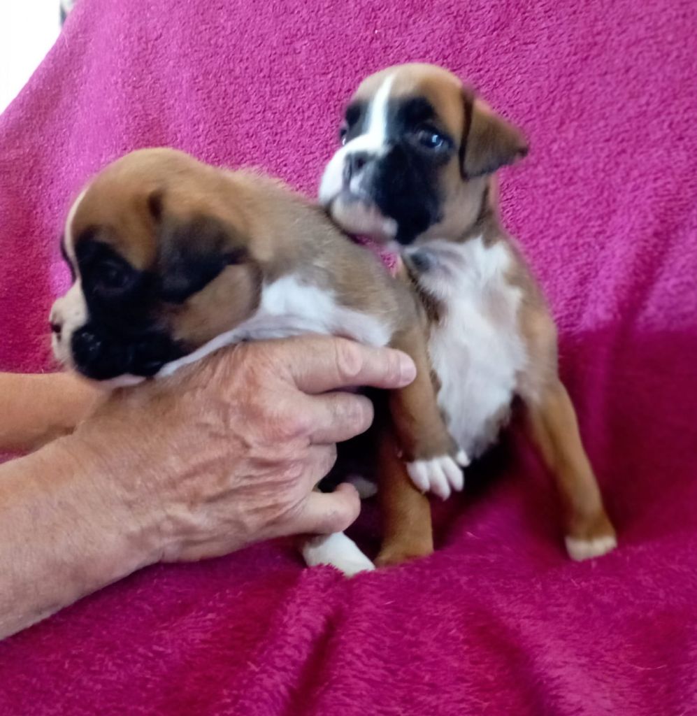 De Cans D'aragon - Chiot disponible  - Boxer