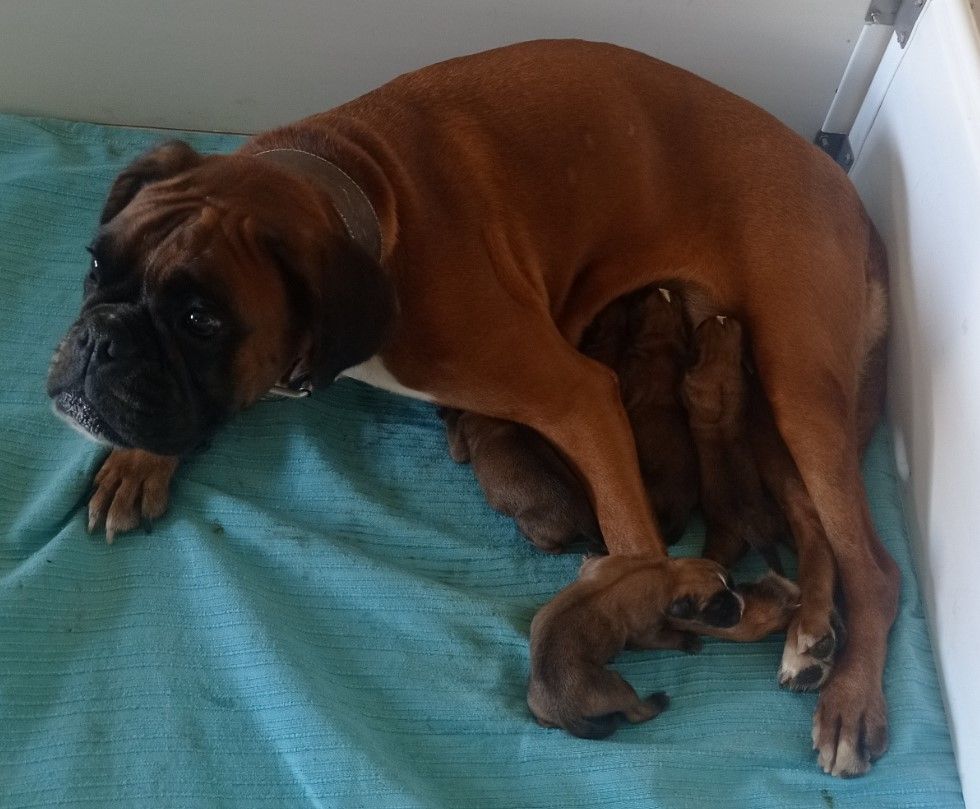 De Cans D'aragon - Chiot disponible  - Boxer