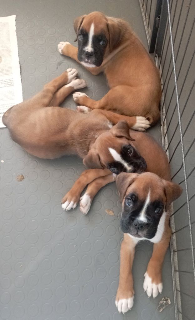 De Cans D'aragon - Chiot disponible  - Boxer