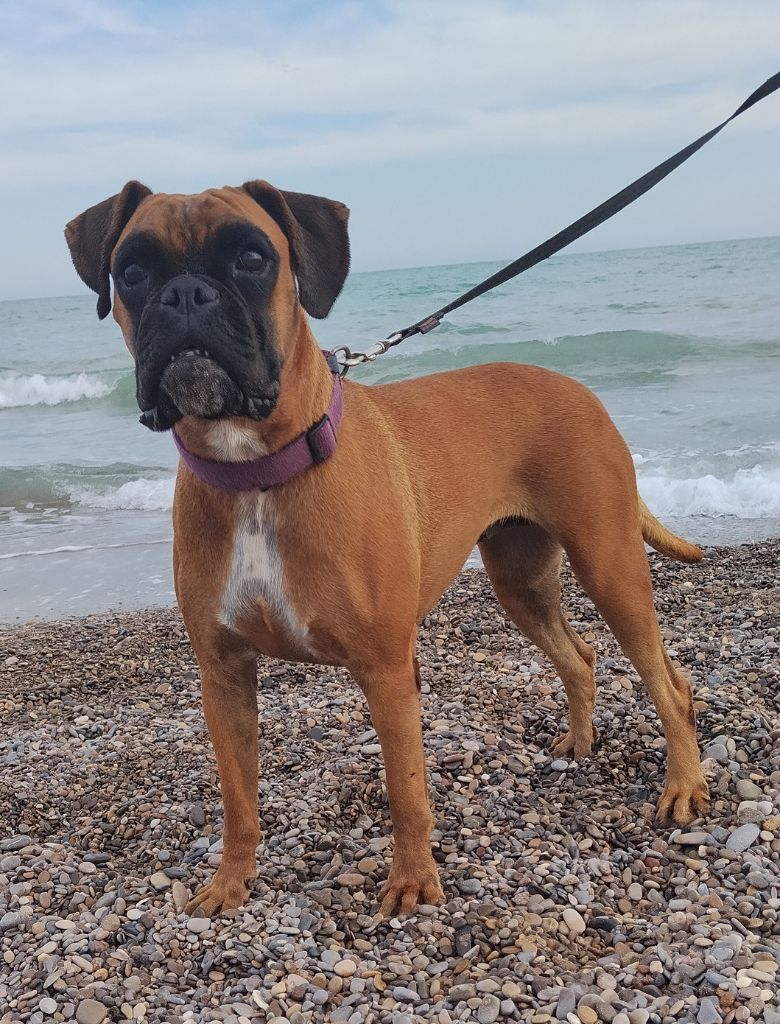 Tilda De Cans D'aragon