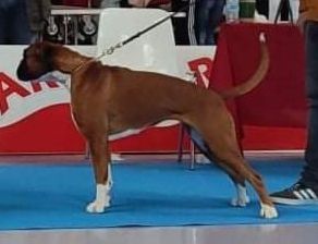 CH. Renata De Cans D'aragon