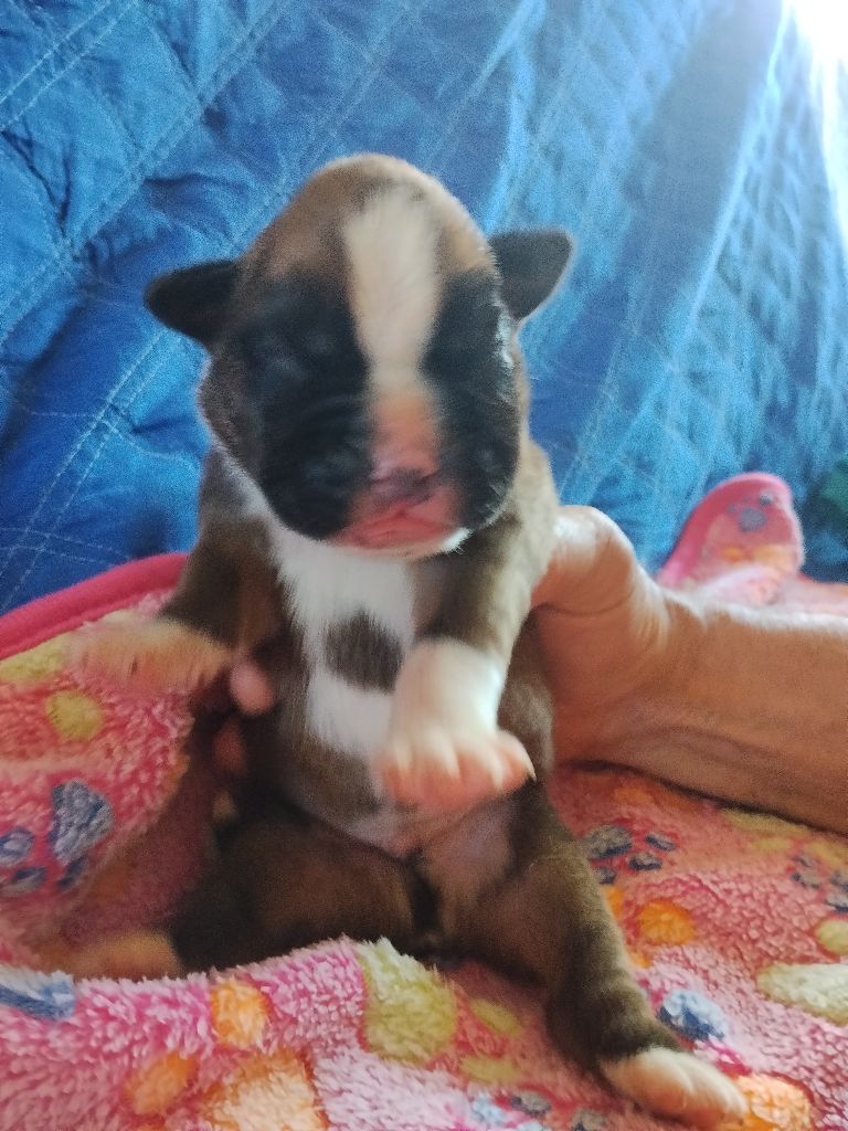 De Cans D'aragon - Chiots disponibles - Boxer