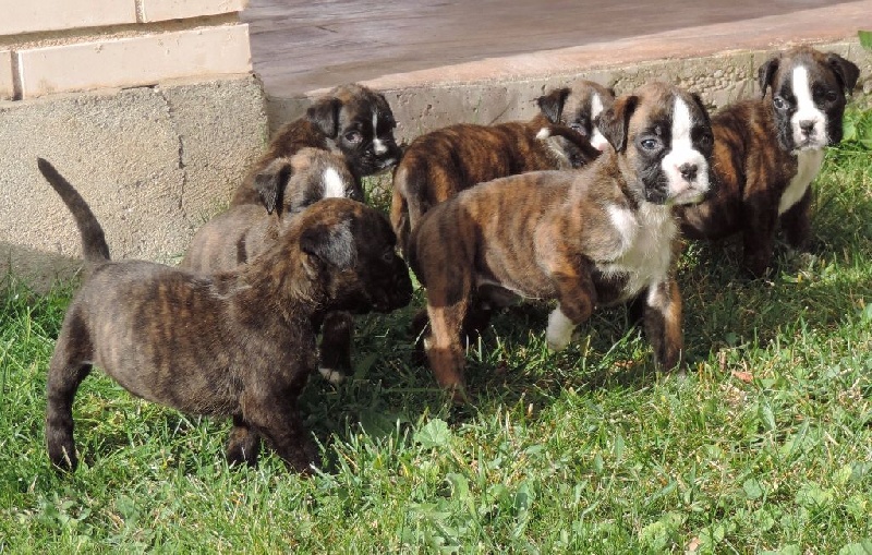 De Cans D'aragon - Boxer - Portée née le 04/12/2015