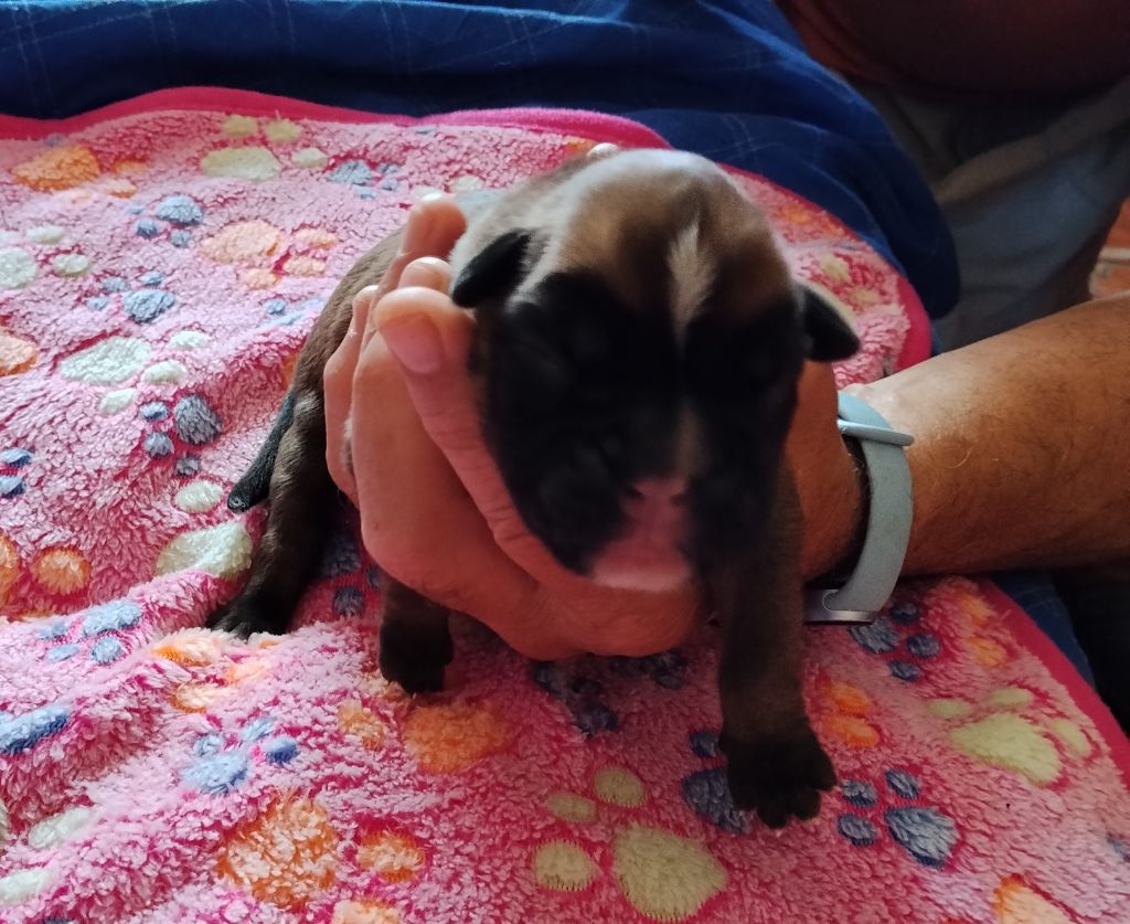 De Cans D'aragon - Chiots disponibles - Boxer