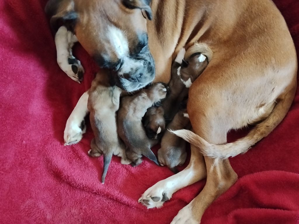 Chiot Boxer De Cans D'aragon