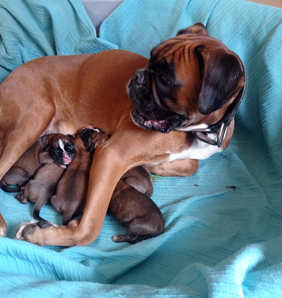 Chiot Boxer De Cans D'aragon