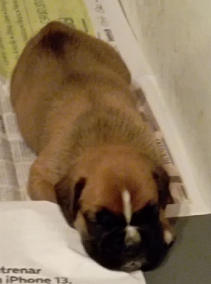 CHIOT 3