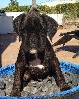 Simba