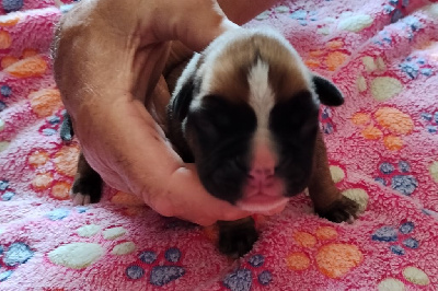 CHIOT