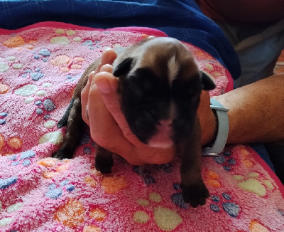 CHIOT