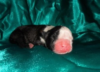 CHIOT 1
