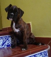 PRINCESS DE CANS D'ARAGON