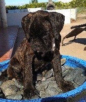 Vaiana