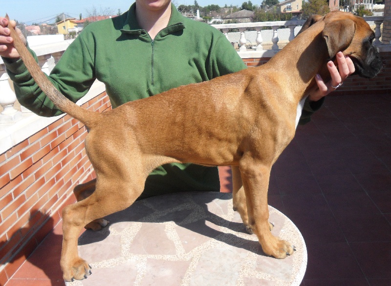 De Cans D'aragon - Boxer - Portée née le 09/11/2011