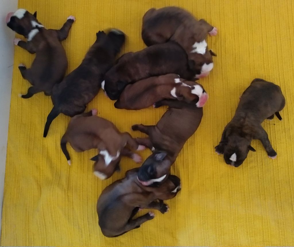 De Cans D'aragon - Boxer - Portée née le 16/07/2019
