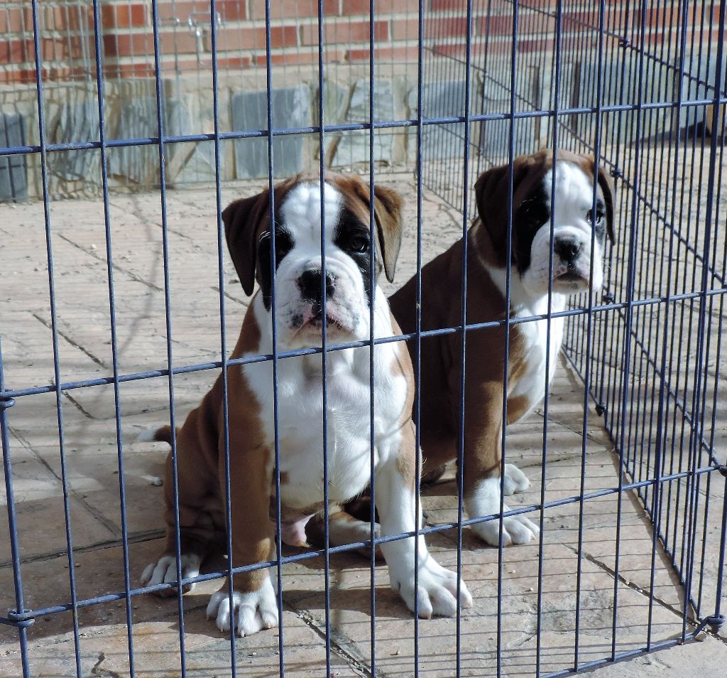 De Cans D'aragon - Boxer - Portée née le 05/12/2017