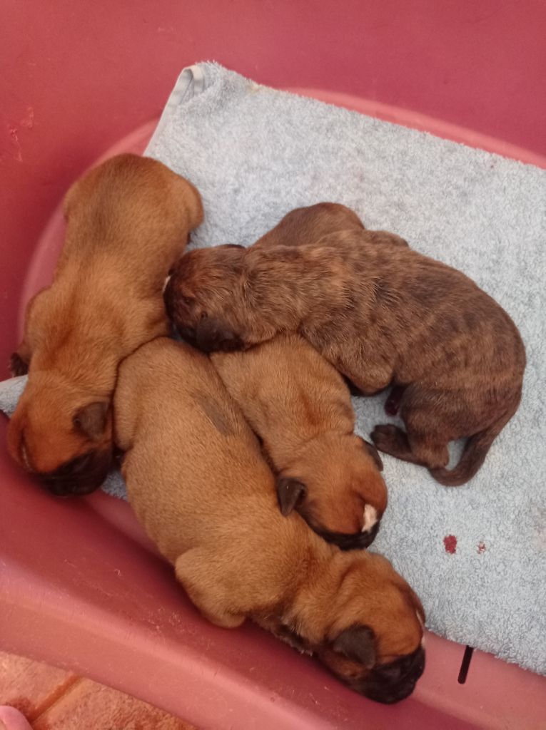 Chiot Boxer De Cans D'aragon